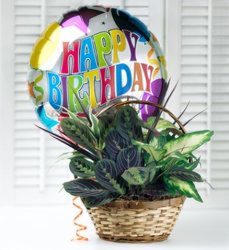 Happy Birthday Planter from Clermont Florist & Wine Shop, flower shop in Clermont
