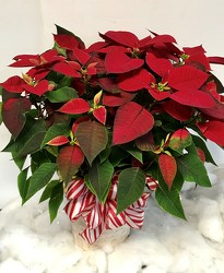 Poinsettia Plant from Clermont Florist & Wine Shop, flower shop in Clermont