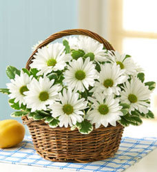 White Daisy Basket from Clermont Florist & Wine Shop, flower shop in Clermont