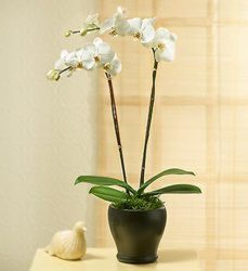 Phalaenopsis Orchid from Clermont Florist & Wine Shop, flower shop in Clermont