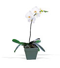 Phalaenopsis Orchid Plant from Clermont Florist & Wine Shop, flower shop in Clermont