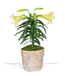 Easter Lily Plant from Clermont Florist & Wine Shop, flower shop in Clermont