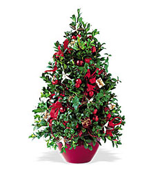 Boxwood Tree from Clermont Florist & Wine Shop, flower shop in Clermont