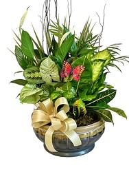 12" Dish Garden Planter By Clermont Florist from Clermont Florist & Wine Shop, flower shop in Clermont