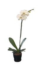 Orchid Plant By Clermont Florist from Clermont Florist & Wine Shop, flower shop in Clermont