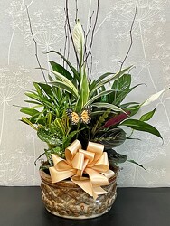 8" PLANTER GARDEN from Clermont Florist & Wine Shop, flower shop in Clermont