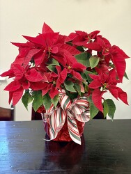 Red Poinsettia from Clermont Florist & Wine Shop, flower shop in Clermont
