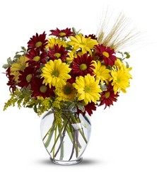 Fall for Daisies from Clermont Florist & Wine Shop, flower shop in Clermont