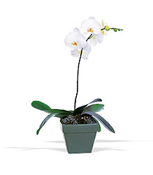 Phalaenopsis Orchid Plant from Clermont Florist & Wine Shop, flower shop in Clermont